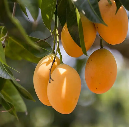 10PCS Extra-Sweet Superior Pink Mango for Plant-CU