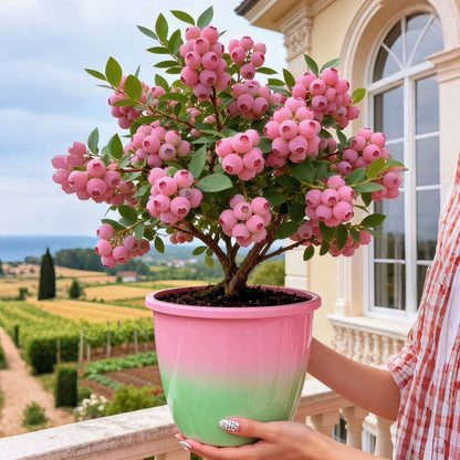🔥70K+ SOLD!💟Premium Pink Blueberry Seeds -😋A Uniquely Delightful Taste-CU