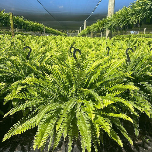 🎉Factory Direct Sales 70% Off ! - UV-Resistant Lifelike Artificial Boston Fern-CU
